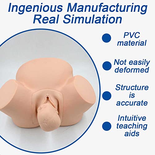 Modèle d'accouchement avec détails anatomiques pour simulation obstétrique - 5