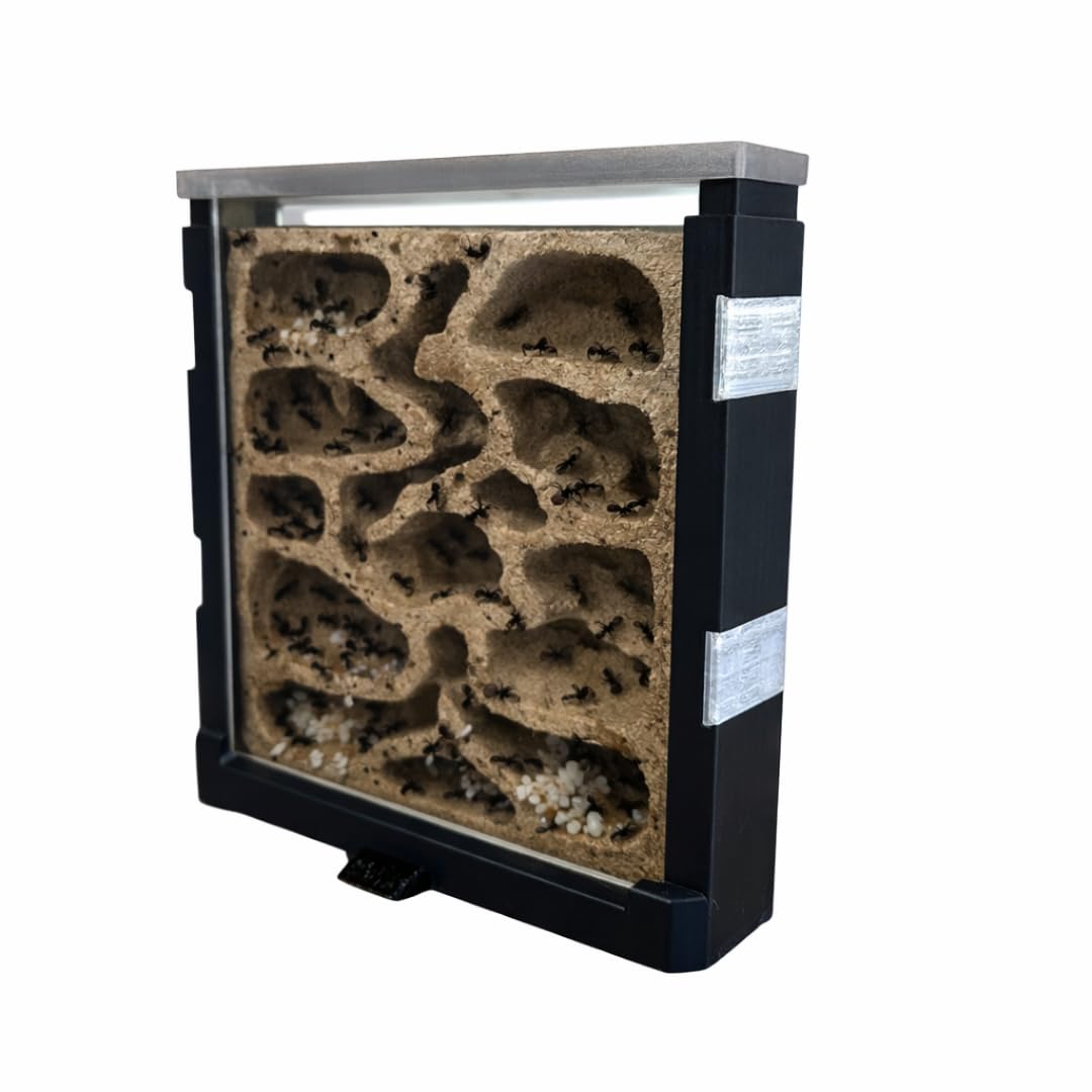 Ant-Shelter - | Fourmilière Taille M | Terrarium pour l'élevage des Fourmis | Fourmilières Naturelles en Impression 3D | Activité éducative pour Enfants (Noir)