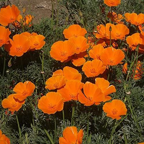 strimusimak 100 unids esquscholzia semillas anual verano floración fresca flor planta semillas naranja bonsai jardín flor semillas hermosas semillas salvajes California Semillas de Amapola Cover
