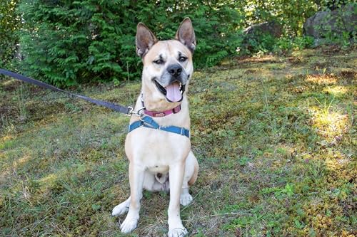 『Meet Leo: A High-Energy Carolina Dog Looking for His Perfect Match』のカバーアート