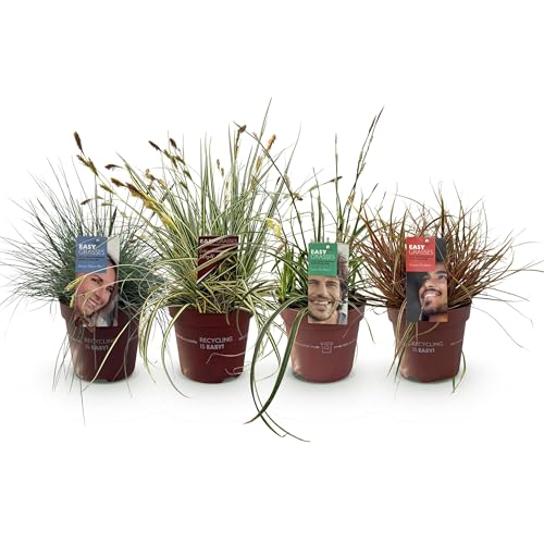 Green BoutiQ - GreenboutiQ - Graminées Ornementales - 4 Plantes - Bleu - Jaune - Vert - Rouge - Persistant - Peu d'Entretien - Pot 17cm Hauteur 50cm