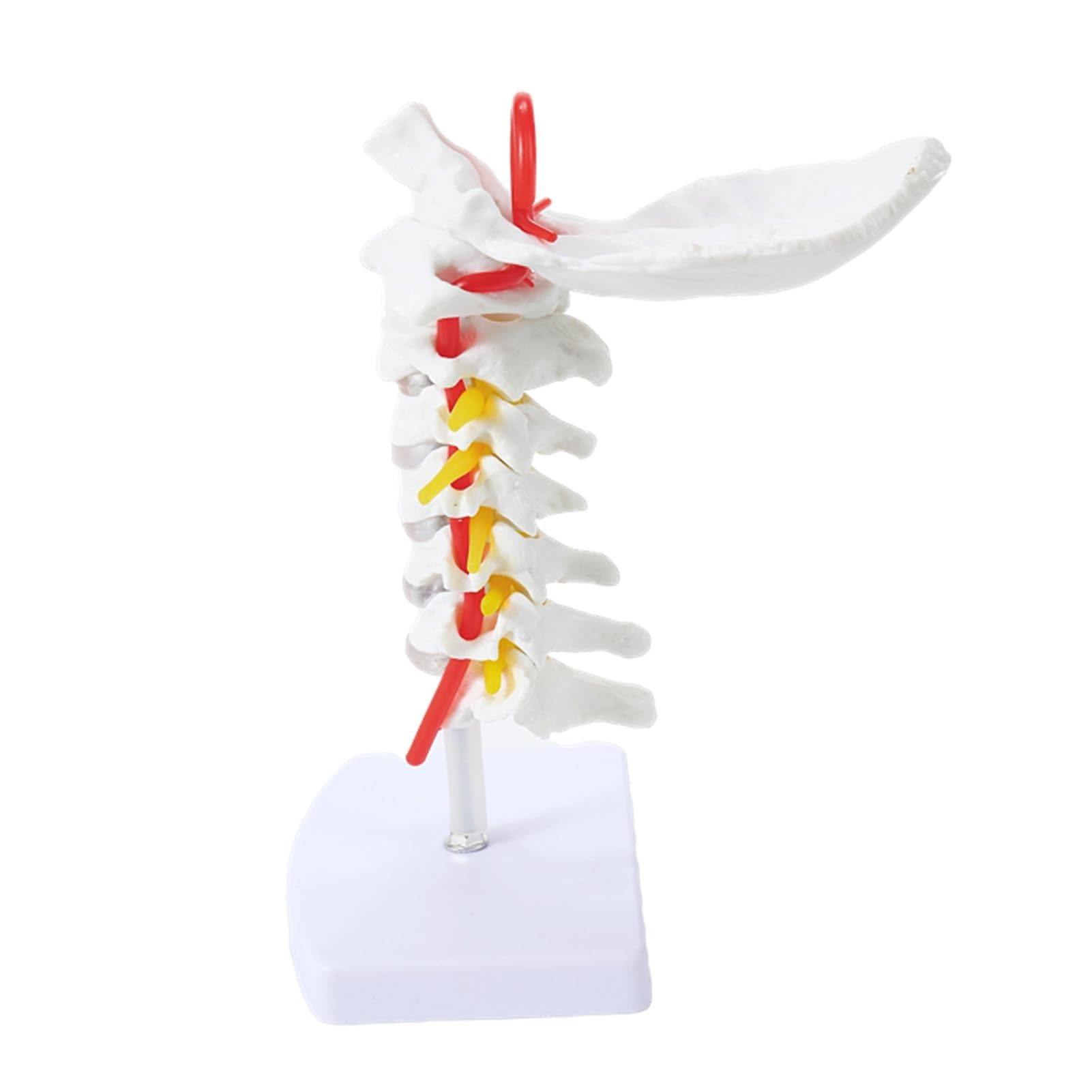 OQZPFSLOA Life-Size 7-section Cervical Vertebra Model With Nerves, Vertebral Arteries And Occipital Plate, Human Cervical Spine Anatomical Model For Science Education Study Medical Teaching