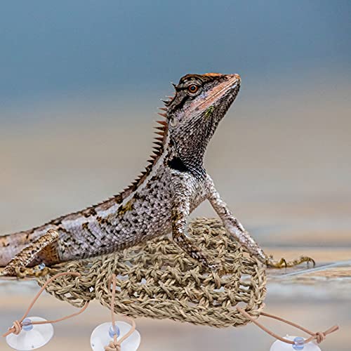POPETPOP Rede- Dragão Barbudo Espreguiçadeira Escada Dragão Barbudo Lagarto Réptil Acessórios para G