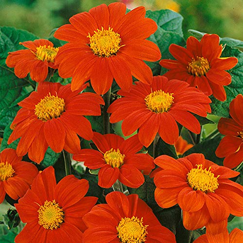 Tithonia Flower Bulbs Mix Color for Home Gardening & All Season (20 Bulbs) By Zabbus-image-35