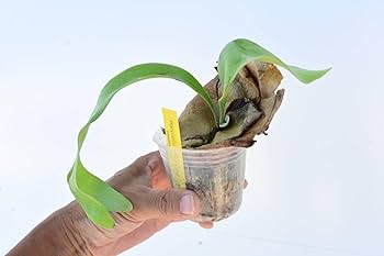 フーンシキ　Foonghsiqi ビカクシダ A10-66 ビカクシダ フーンシキQQ Platy unknow hybrid 'FongSiQi