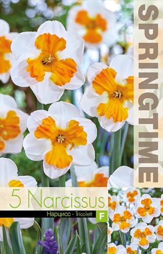 Bulbi di Narcisi Tricolett | 5 bulbi di narciso Bianco e arancione | bulbi autunnali | MY PLANTIS | spedito da Italia
