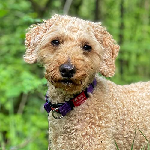 Personalised Dog ID Tag Silent, Slide On, Dangle-Free, Deep Diamond Tip Engraved for Durability, Ideal for Dogs, 150+ Colour Combinations - Image 4