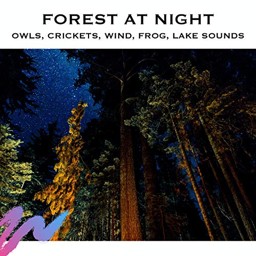 Loopable Radiance, Forest at Night Sounds & Forest Sounds