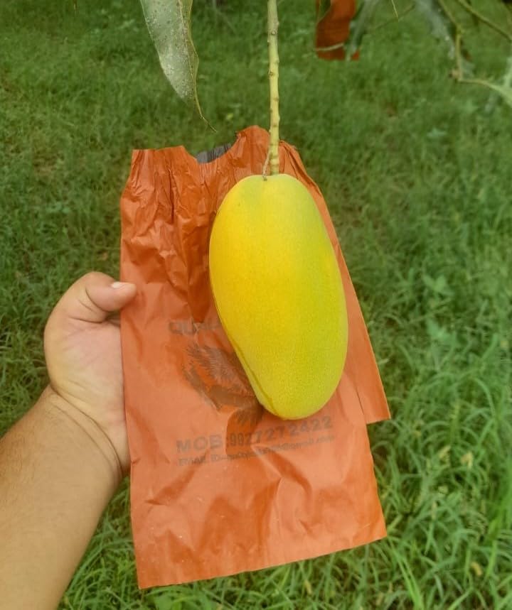 Image of Quality Fold Top Fruits Mango Protection Bags (50piece, Reusable, Kraft Paper Construction, Kraft, Ventilated, 20cm x 28cm)