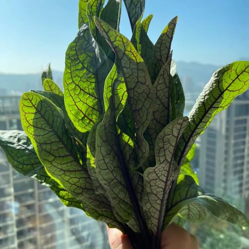 200 piezas Semillas de acedera perenne orgánica, regalos sostenibles, plantas vegetales. Planta de acedera, Rumex acetosa, plantas raras, semillas de hortalizas balcón de invernadero,