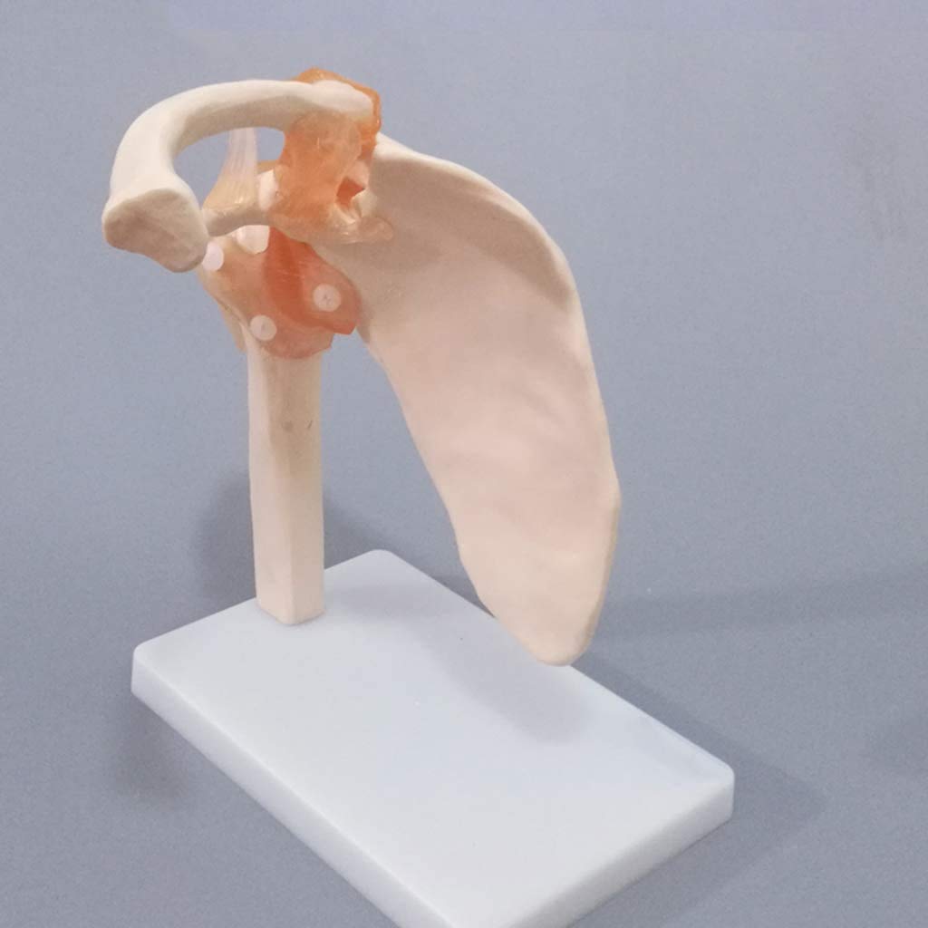Modèle Ligament Pivot Épaule Naturelle Grande Ceinture Modèle Squelette Humain Modèle D'omoplate Orthopédique Et Matériel Médical, Naturel