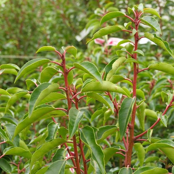 3 x Prunus Lusitanica 'Angustifolia' (= 'Myrtifolia')- Portugiesischer  Lorbeer 'Angustifolia' 30-40 cm im Container -Wunderschne, leuchtend gelbe  Schalenblten mit blass orangeroten Tnen. : Amazon.de: Garten