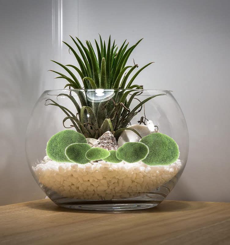Amazon｜gentillesse 苔 苔テラリウム 苔玉 フェイクグリーン 卓上