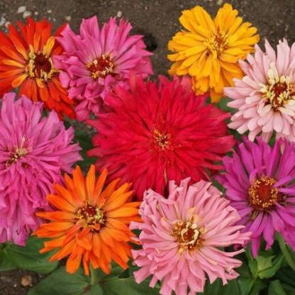 Green World ZINNIA CACTUS MIXED FLOWER SEEDS FOR KITCHEN GARDENING (50 seeds)-image-44