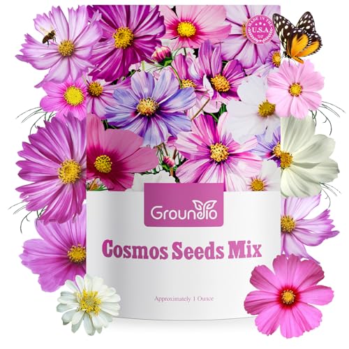 Groundio Cosmos Seeds Wildflower Mix, 1 Oz, Over 3,000 Seeds, 4 Varieties Flowers Seeds for Planting (Radiance, Purity, Pinkie, Picotee), Garden Seeds Open Pollinated Bulk
