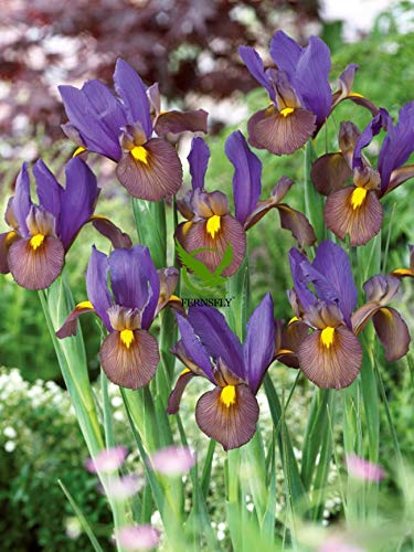 FERNSFLY® IMP. Dutch Iris Excellent Quality Flower Bulbs for Attractive Aromatic Flowers Home Outdoor Gardening Plants Flowering Bulbs (pack of 4, Eye of The Tiger) (B08P4YDXFG) Amazon Price History, Amazon Price Tracker