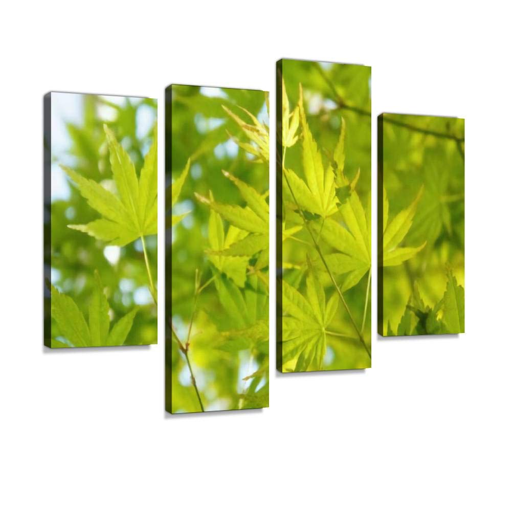 Acer palmatum or palmate maple or japanese maple or smooth japanese Canvas Print Artwork Wall Art Pictures Framed Digital Print Abstract Painting Room Home Office Decor Ready to Hang 4 Panel