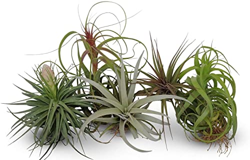 Pack de Cinco Unidades de Plantas del Aire o Tillandsias Naturales