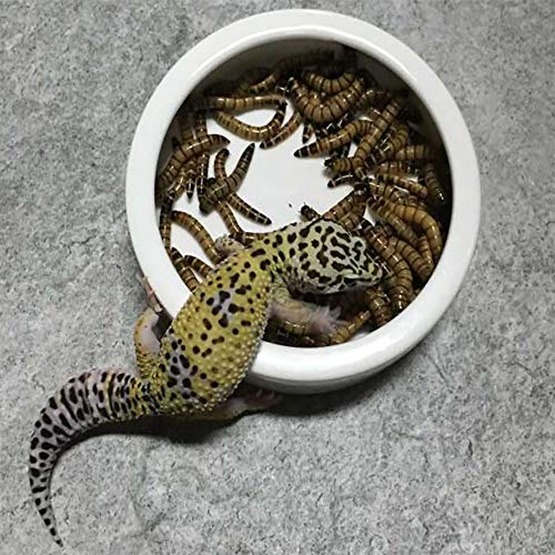 Tfwadmx 2 Pack Reptile Food Bowl, Mini Ceramic Water Feeder Bowl, Reptile Worm Feeding Dish for Lizard Turtle Bearded… - Image 5