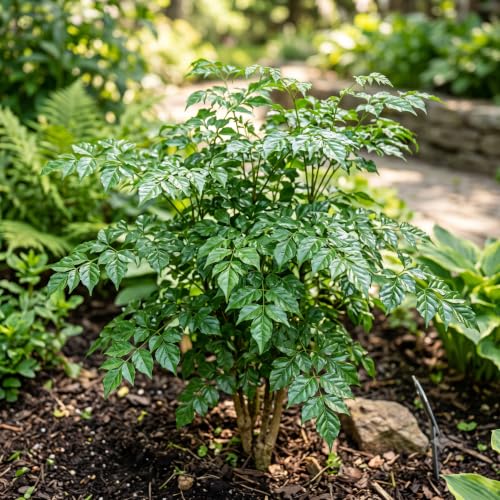 Image of plants (China Doll Live Plant (Radermachera sinica) - Lush Indoor Tree for Home & Office Decor - Air Purifying Plant - (Pack of 1))