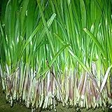 120 semillas / paquete, semillas púrpuras puerro raíz, huerta orgánica para crecer verduras puerros impotencia