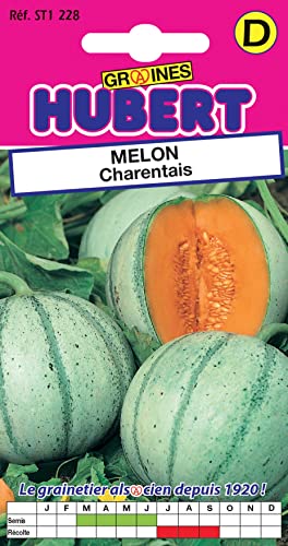 25 Graines de Melon Charentais