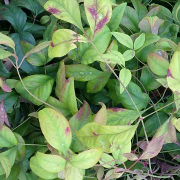 Bambù sacro 'Firepower' 30–40 cm Vaso – Nandina domestica 'Firepower' – Foglia rossa decorativa in autunno