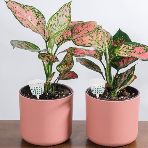 Yardwe 30 cajas de fertilizante para bonsái reutilizables de plástico miniatura 6