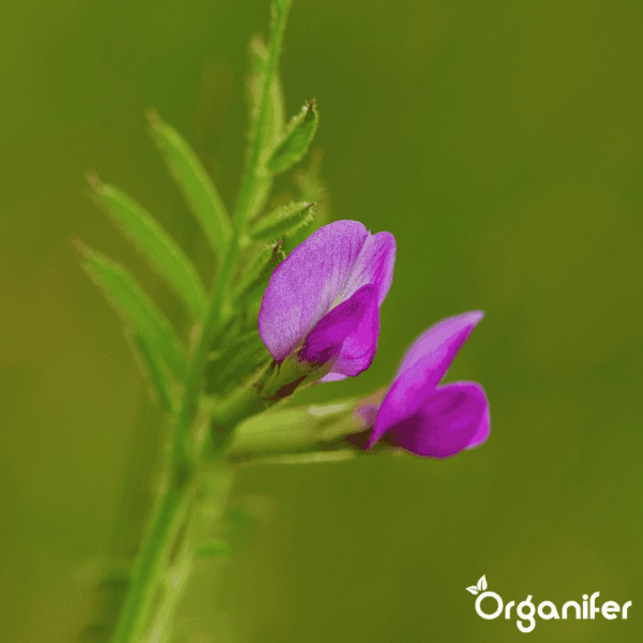 Gründüngung - Samenmischung 10 Sorten (12 Kg - 2000 M2) - Bodenverbesserer - Enthält Niger - Winterroggen - Phaceliasamen - Senfsamen. Gründüngung - Japanischer Hafer - Organifer