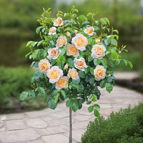Royal Paradise Garden Rare 1 Healthy Live Plant Kordes Standard Lions Rose