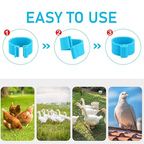 QIDOOR Anéis de perna de frango, 100 peças de faixas de perna de aves de capoeira com 5 cores, faixa