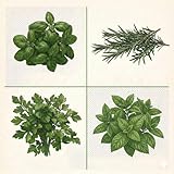 Set Semi Erbe Aromatiche | Basilico, Rosmarino, Prezzemolo e Menta | 4 Bustine da 6g | Semi Aromatici per Orto, Giardino e Balcone | Ideali per Coltivazione in Vaso