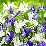 Schwertlilien Winterhart Mehrjährig - Holländische Iris Blue Paradise Blumenzwiebeln - 50 Zwiebeln - Pflanzen aus Holland für Garten und Topf (große Knollen, kein Samen)