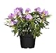 Rhododendron Plantapro catawbiense 'Grandiflorum' 30-40 cm