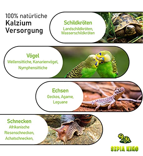 Sepia King - Sepiaschalen Bruch in Premium Qualität - Kalzium für Schildkröten, Bartagame, Geckos, Reptilien - Futterkalk, Kalk Terrarium Zubehör - Keine Reste oder Abfall