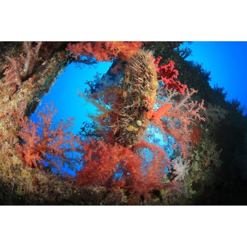 Image of Soft Corals Aquarium Background Large Soft Corals on Underwater Shipwreck Terrarium Backdrop Tropical Style Colorful Corals Undersea Fish Tank Background Wallpaper Poster Decors Vinyl 30x18in
