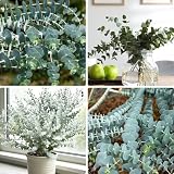 Eucalyptus Cinerea Seeds, 50 Eucalyptus Seeds for Planting, Perennial Decor Home Garden Flower Seed, Popular for Cut and Flowers and Decor