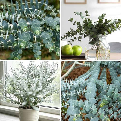 Eucalyptus Cinerea Seeds, 50 Eucalyptus Seeds for Planting, Perennial Decor Home Garden Flower Seed, Popular for Cut and Flowers and Decor
