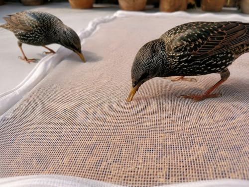 Image of Foveros (Pack of 1) Cotton Drying Cloth with Net, Off White, 73 x 91 cm, Breathable, Washable, Reusable for Papad, Spices, Mangodi,Wadiyan,Millets, To dry Lemon & Mango for Pickle (Pack of 1)