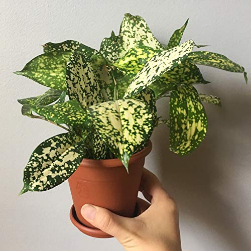 Amazon.com : Dracaena Florida Beauty - 5 Live Plants in 4 Inch Pots -  Dracaena Surculosa 'Florida Beauty' - Beautiful Easy Care Indoor Houseplant  : Patio, Lawn & Garden