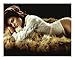 Produktbild Eva Mendes Signiert Autogramme 21cm x 29.7cm Plakat Foto
