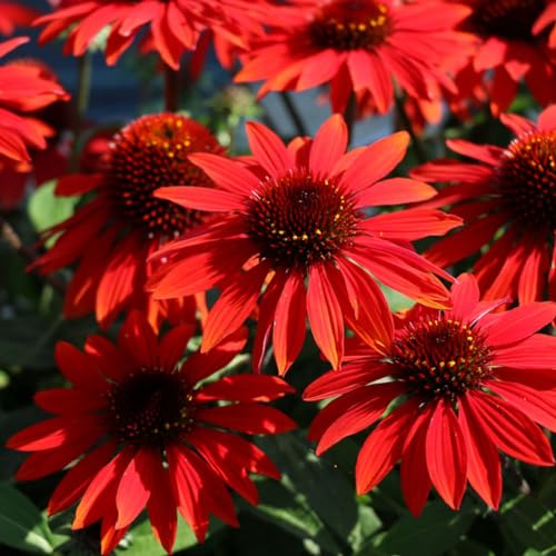 Red Echinacea Seeds for Planting - 200+ Coneflower Flower Seeds, Attract Pollinators, Non-GMO Heirloom Seeds, Perennial Bloom Flowers Seed