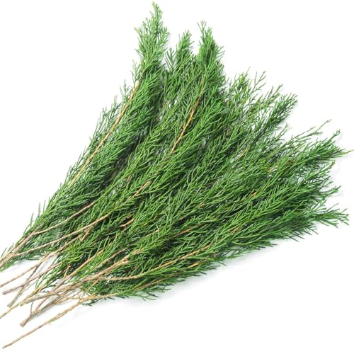 Preserved Real Pine Leaves Branches, 17'' Natural Pine Needles Green Plants, 3.5OZ Greenery Twigs Stems, Evergreen Picks for Christmas Garland Wreath Home Wedding Decor Floral Arrangements