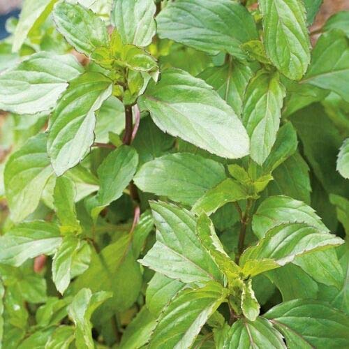 Herb Seeds - Peppermint - 10,000 Seeds by Wafer