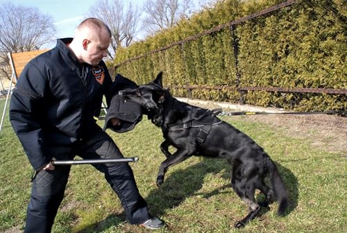 Dingo Gear Schutzärm mit Griff French-Material Nylcott Handarbeit Universal Schutz für Training Hunde Beißtraining Härte Medium Schwarz Jack IGP S00532