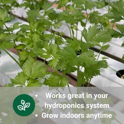 Sow Right Seeds - Hydroponic Herb Seeds for Planting - Basil, Thyme, Cilantro, Parsley, and Mint Seeds for Planting and Growing a Hydroponic Garden Indoors - Perfect for Your Growing Tower or System - Image 3
