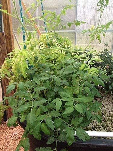 Miniatura 8 de TrueNute - Quelato de hierro al 6 por ciento FeEDDHA 16 onzas para acuaponía, hidroponía y todos los jardines, así como árboles y arbustos,