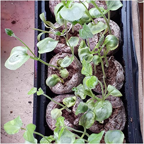 Image of Seed Needs Black-Eyed Susan Vine Seeds for Planting Thunbergia 2 Packs