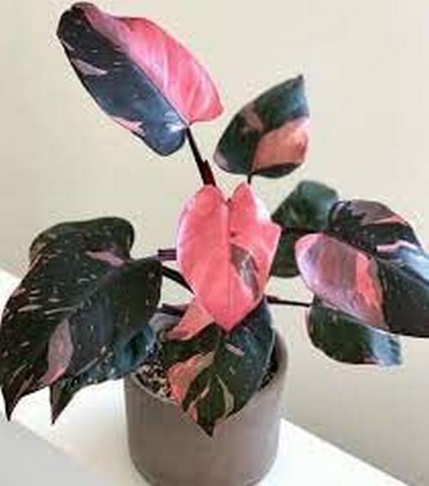 OhhSome Philodendron Pink Princess Marble Live Plant.(1 Plant) (B0C7VXJ9YR) Amazon Price History, Amazon Price Tracker