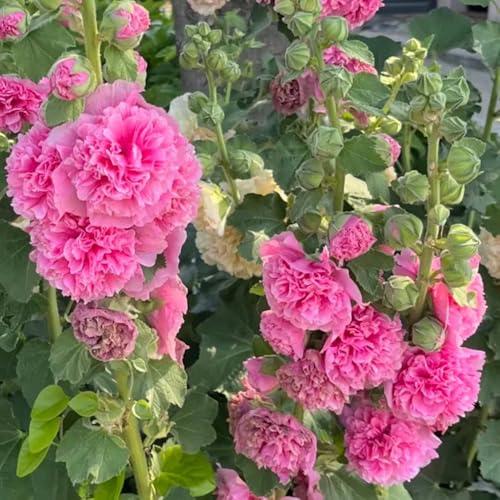 semi di malvarosa resistente - giardino decorazione del balcone 400pcs